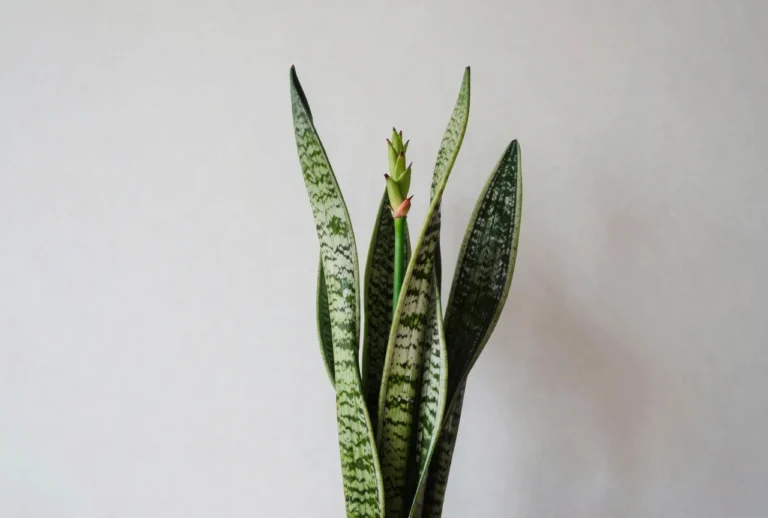 How to Get a Snake Plant to Bloom