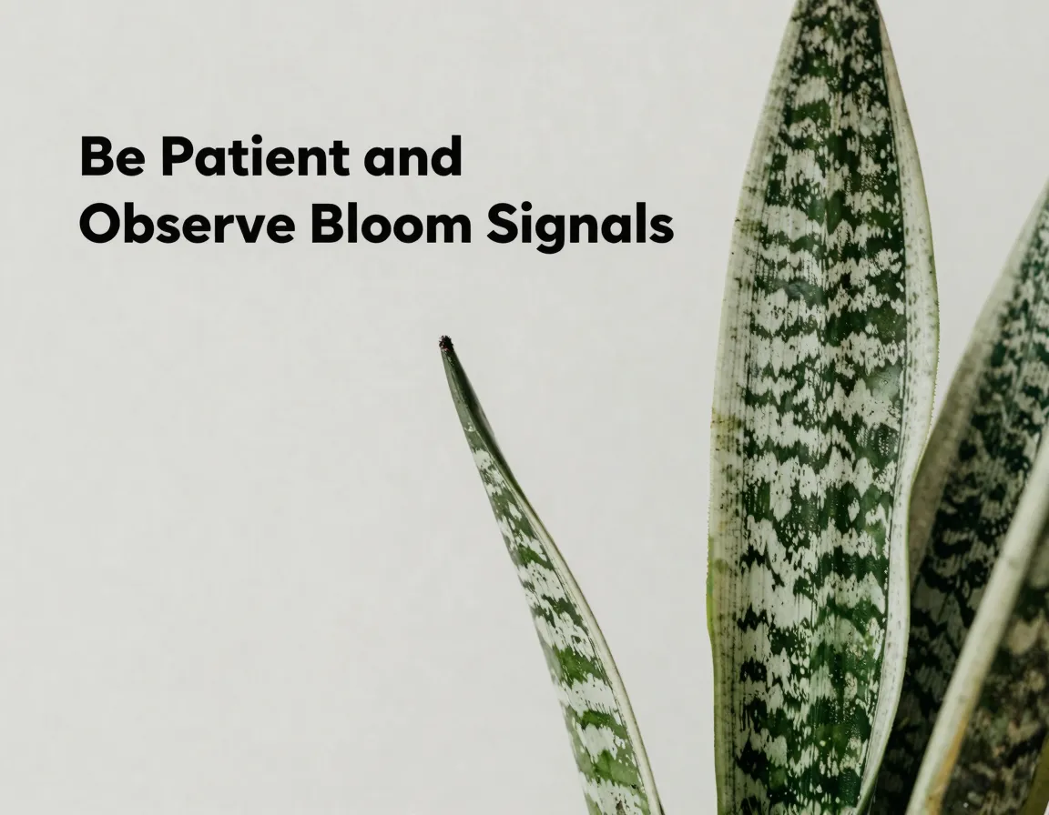 Be Patient and Observe Bloom Signals